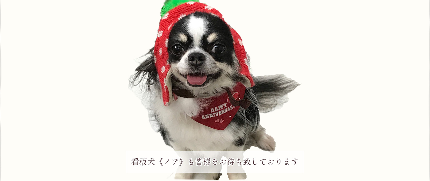 看板犬《ノア》も皆様をお待ちしています